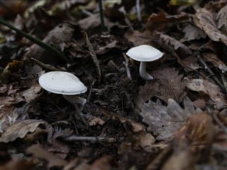Çorum'da mantardan zehirlenen hamile kadın ve bebeği hayatını kaybetti