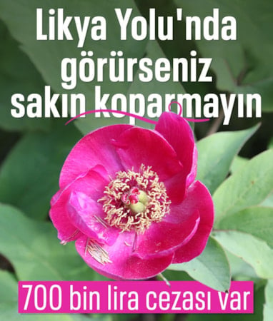 Likya Yolu'nda şakayık güzelliğine sıkı koruma: Koparmanın cezası 700 bin lira
