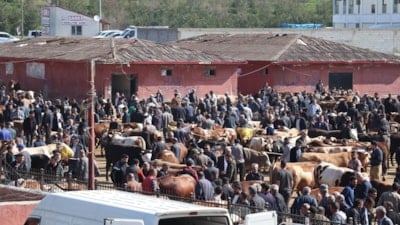 Kurban Bayramı coşkusu başlıyor: Ağrı Hayvan Borsası'nda hareketlilik başladı