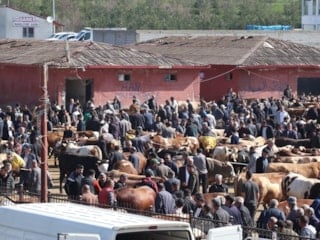 Kurban Bayramı coşkusu başlıyor: Ağrı Hayvan Borsası'nda hareketlilik başladı