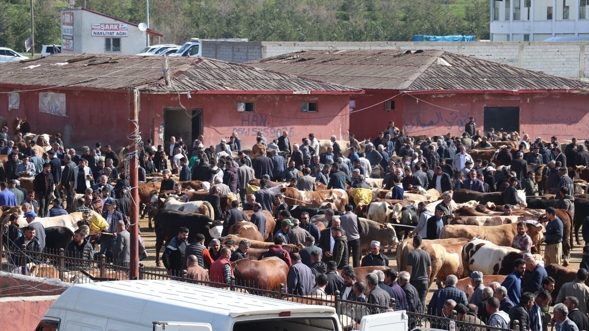 Kurban Bayramı coşkusu başlıyor: Ağrı Hayvan Borsası'nda hareketlilik başladı