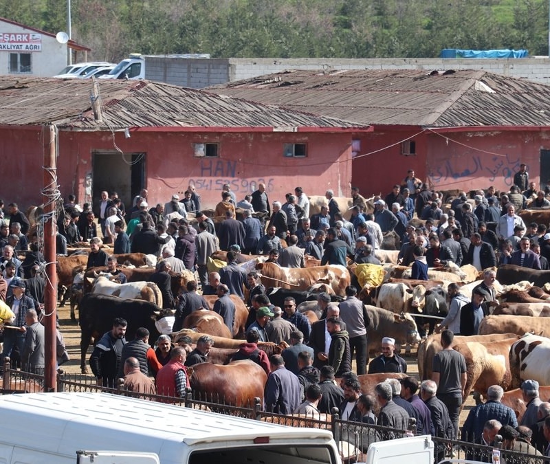 Kurban Bayramı coşkusu başlıyor: Ağrı Hayvan Borsası'nda hareketlilik başladı