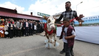 Digor Şenliği’nde renkli görüntüler: Süslenen buzağılar podyuma çıktı