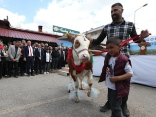 Digor Şenliği’nde renkli görüntüler: Süslenen buzağılar podyuma çıktı