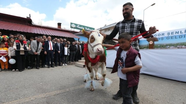 Digor Şenliği’nde renkli görüntüler: Süslenen buzağılar podyuma çıktı
