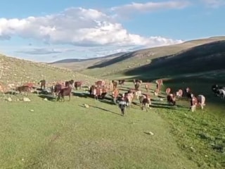 Kurban satışlarında sosyal medya tuzağı: Hem alıcı hem hayvan sahibi mağdur oluyor