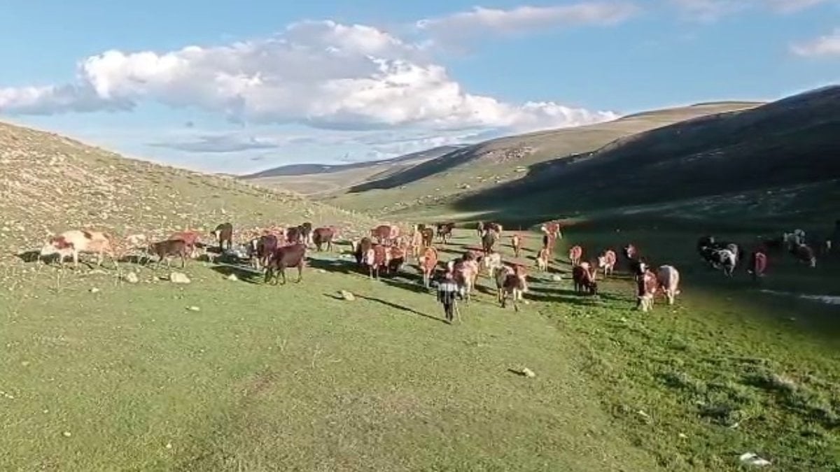 Kurban satışlarında sosyal medya tuzağı: Hem alıcı, hem hayvan sahibi mağdur oluyor