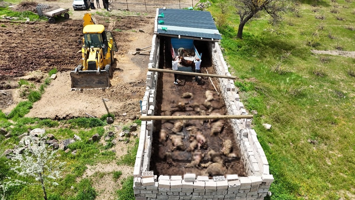 Nevşehir'de kurt saldırısı: 40 koyun telef oldu