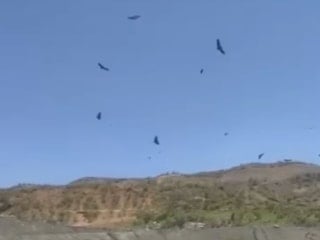Şırnak semalarında akbaba sürüsü görüntülendi