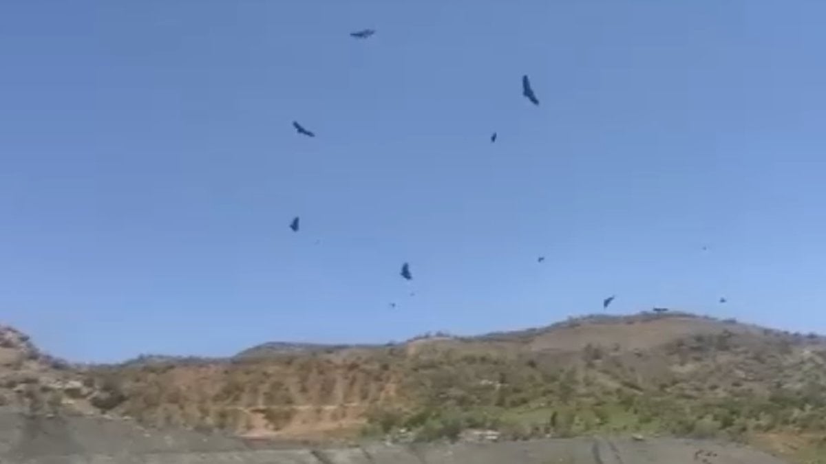 Şırnak semalarında akbaba sürüsü görüntülendi