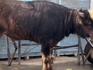 Iğdır'da sahibinden kaçan manda yaşlı bir adama saldırdı