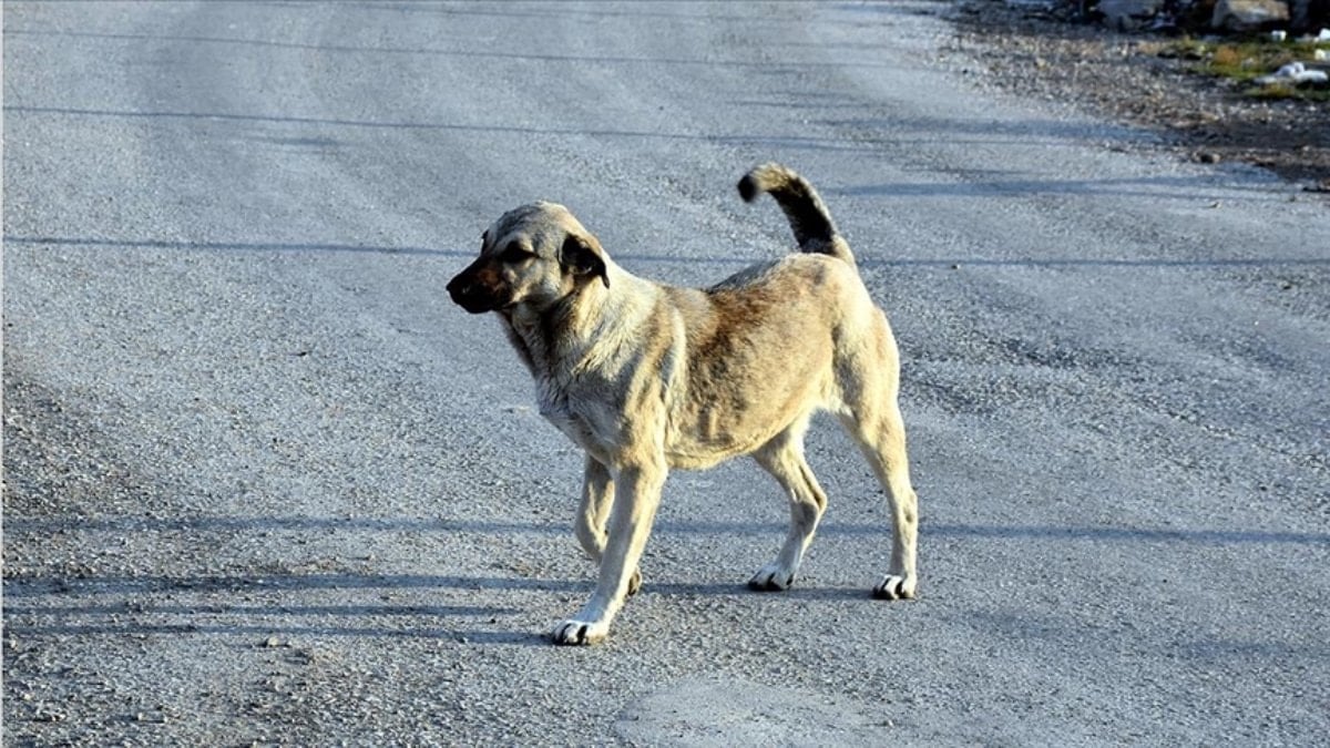 Konya'da bir kişiyi ısıran köpeğin sahibine ceza