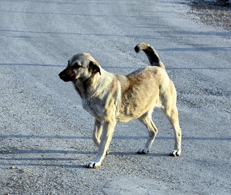 Konya'da bir kişiyi ısıran köpeğin sahibine ceza