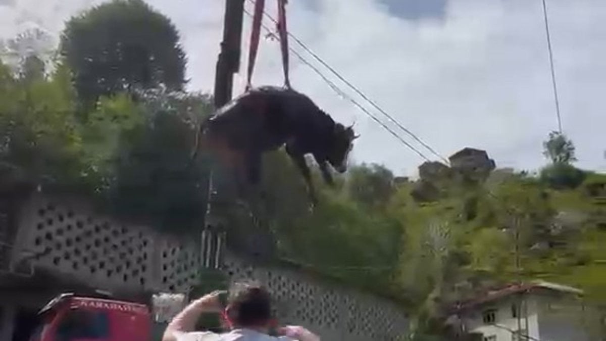 Kurban Bayramı yaklaşıyor, kurbanlıklar ise sahiplerinden uzaklaşıyor