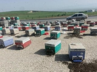 Batman'da yola savrulan kovanlarda binlerce arı telef oldu