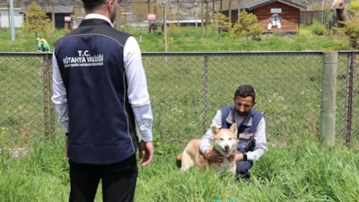 Kütahya'da 18 bin 600 köpek koruma altına alındı