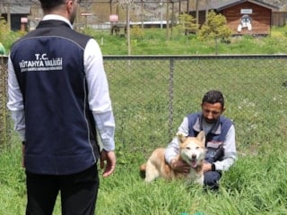 Kütahya'da 18 bin 600 köpek koruma altına alındı