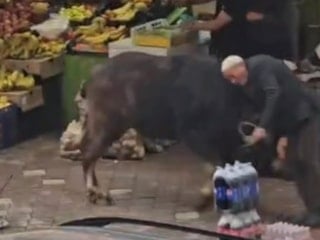 Iğdır’da sahibinin elinden kaçan manda ortalığı birbirine kattı