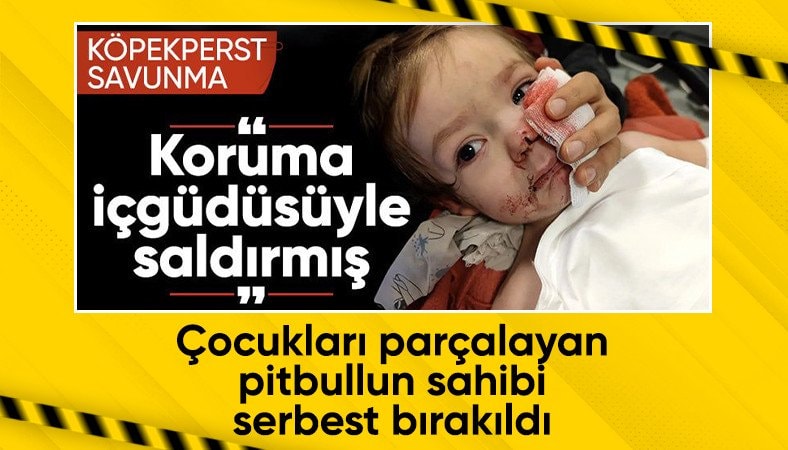 Ankara'da pitbull saldırısı: Köpeğin sahibi serbest kaldı, tepki yağdı