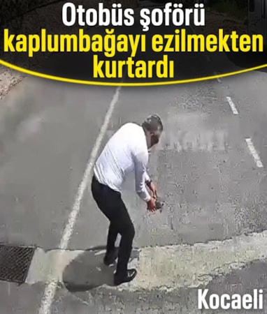 Kocaeli'de otobüsü durdurup kaplumbağayı ezilmekten kurtardı