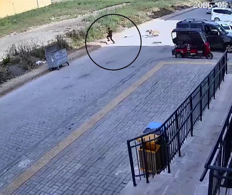 Hatay'da 7 yaşındaki çocuğa köpekler saldırdı