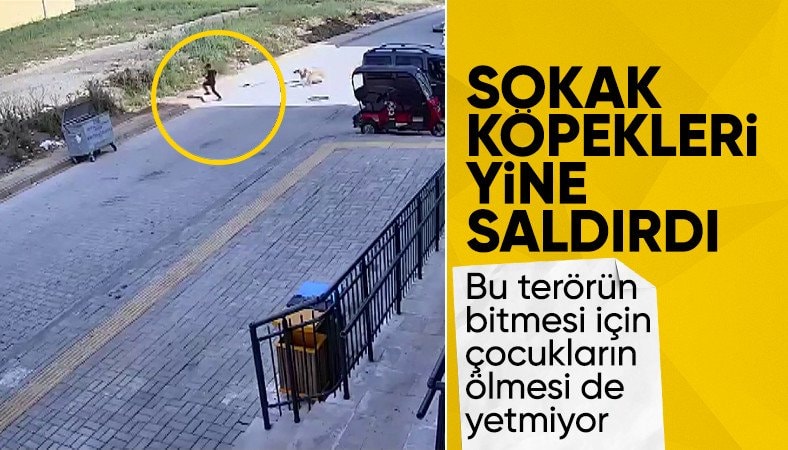 Hatay'da 7 yaşındaki çocuğa köpekler saldırdı