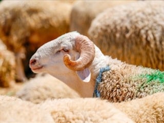 Bu 3 özelliğe sahip kişilere kurban kesmek vacip oluyor! İşte Kurban kesmekle yükümlü kişiler...