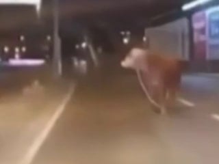 E-5'te kurbanlık paniği: Kaçan dana trafiği birbirine kattı