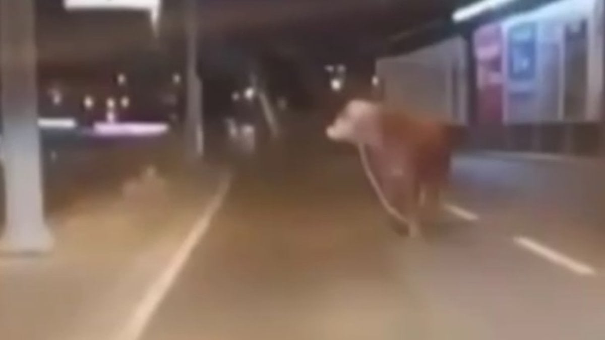 E-5'te kurbanlık paniği: Kaçan dana trafiği birbirine kattı