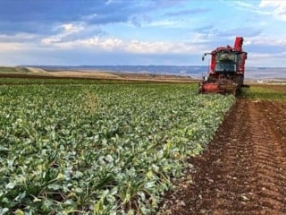 TMO'dan tarımda yüksek rekolte beklentisi