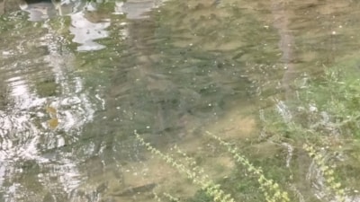 Fırat Nehri'nde artan akıntı binlerce balığı kıyıya yönlendirdi