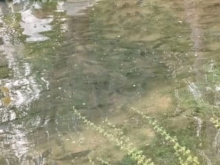 Fırat Nehri'nde artan akıntı binlerce balığı kıyıya yönlendirdi