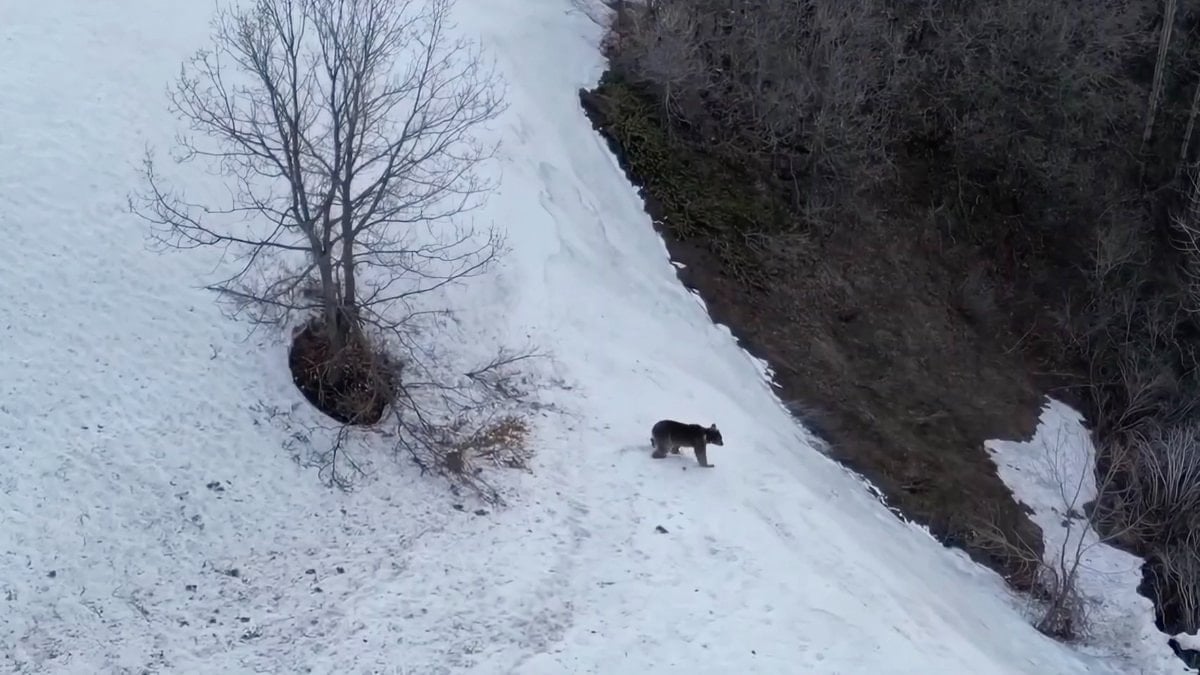 Artvin'de ayıların kış uykusu bitti