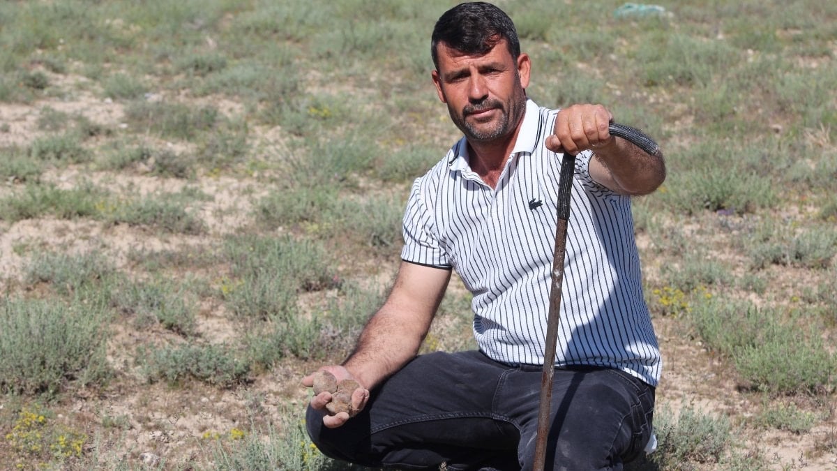 Konya'da mantar toplayarak günde 60 lira kazanıyor