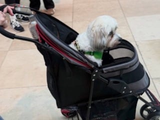 Almanya sokaklarında başıboş köpeklerinin olmamasının sırrı