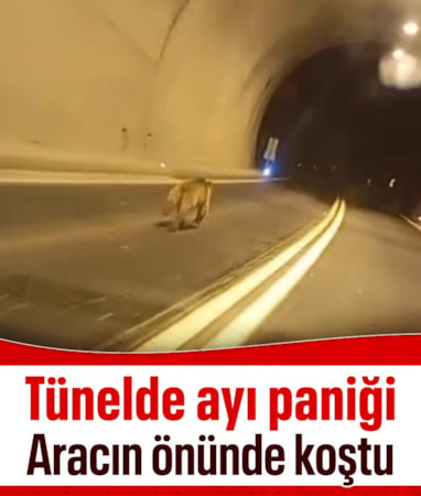 Giresun'da tünelde ayı paniği: Dakikalarca aracın önünde koştu