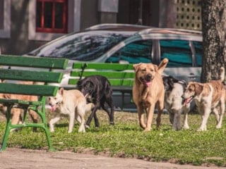 Sözde hayvanseverden ilginç talep: Kurban yerine mama alalım