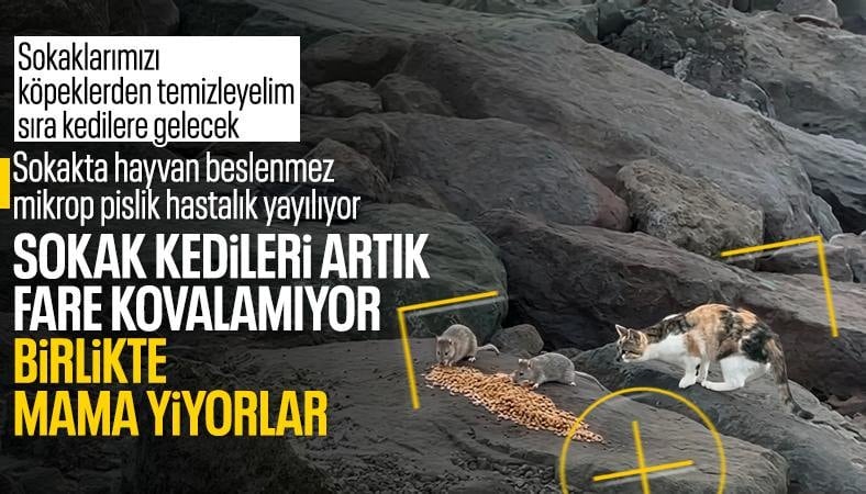 Trabzon'da ilginç anlar: Kedilerle beslenen dev fareler dikkat çekti