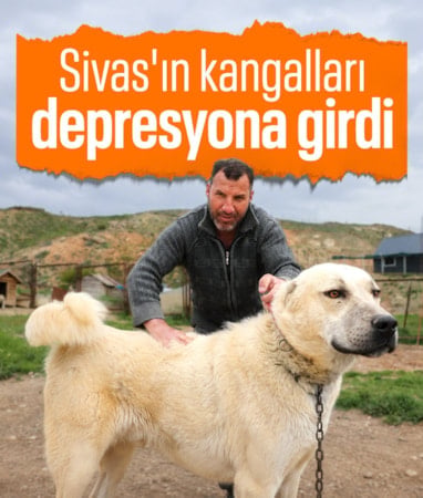 Sivas'ta kangal köpekler depresyonda