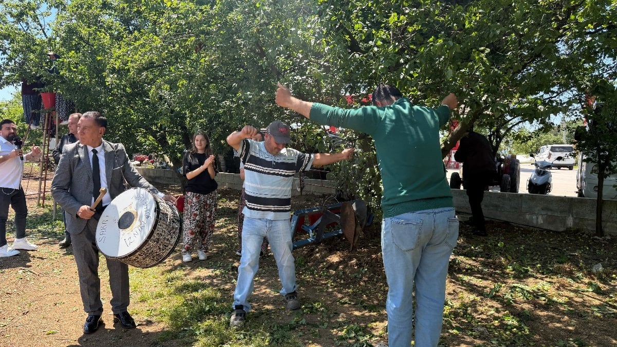 Bursa'da erik hasadı, davul zurna ile yapıldı - ensonhaber.com