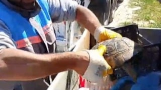 Antalya'da çöp konteynerideki kaplumbağaya belediye personeli hayat verdi