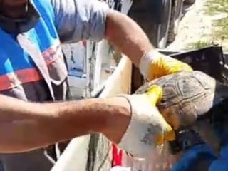 Antalya'da çöp konteynerideki kaplumbağaya belediye personeli hayat verdi