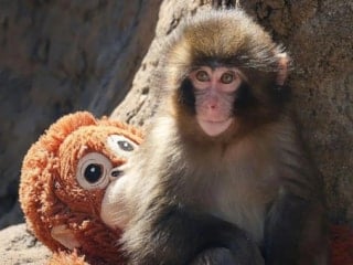 Minik Punch'ın yeni travması: Zorla kafesine girdiler