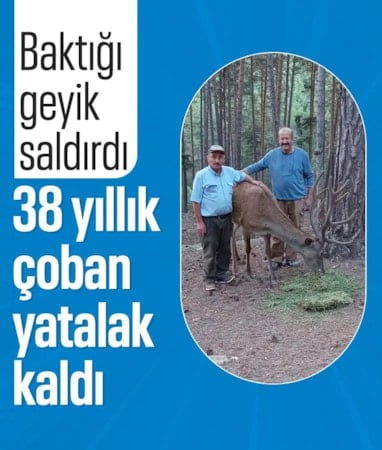 Eskişehir’de baktığı geyiğin saldırısına uğrayan çoban yatağa bağımlı kaldı