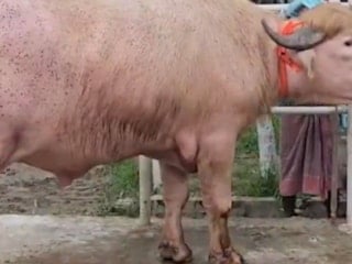 'Donald Trump' lakaplı albino manda dünya gündemine oturdu