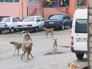 Aydın'da köpek saldırısı: Oğlunu kurtaran anne kampanya başlattı