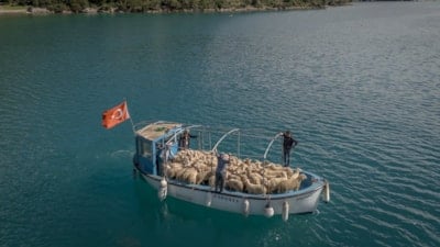 Denizli'de karadan başlayan göç denizde devam ediyor