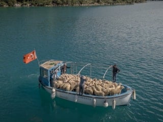 Denizli'de karadan başlayan göç denizde devam ediyor