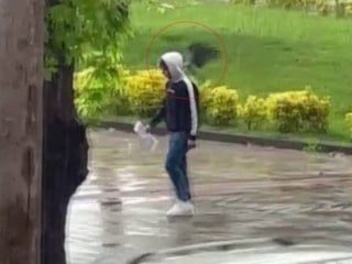 Ordu'da sahilde 'nöbet tutan' karga, yürüyüş yapanlara musallat oldu