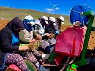Afyonkarahisar’da atıl araziler kekikle canlanıyor